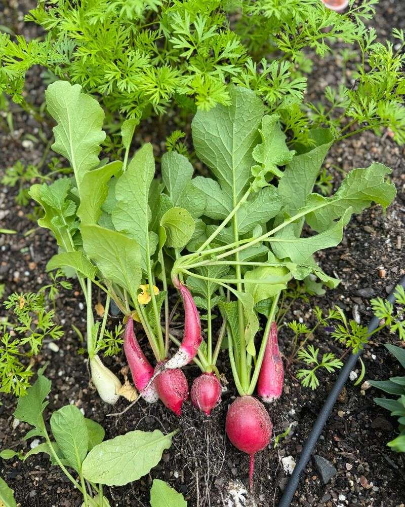 Radishes