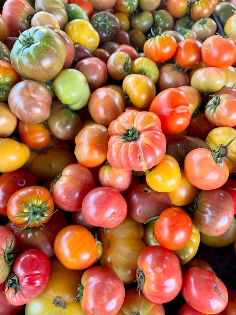 Tomatoes: Summer's Juicy Reward