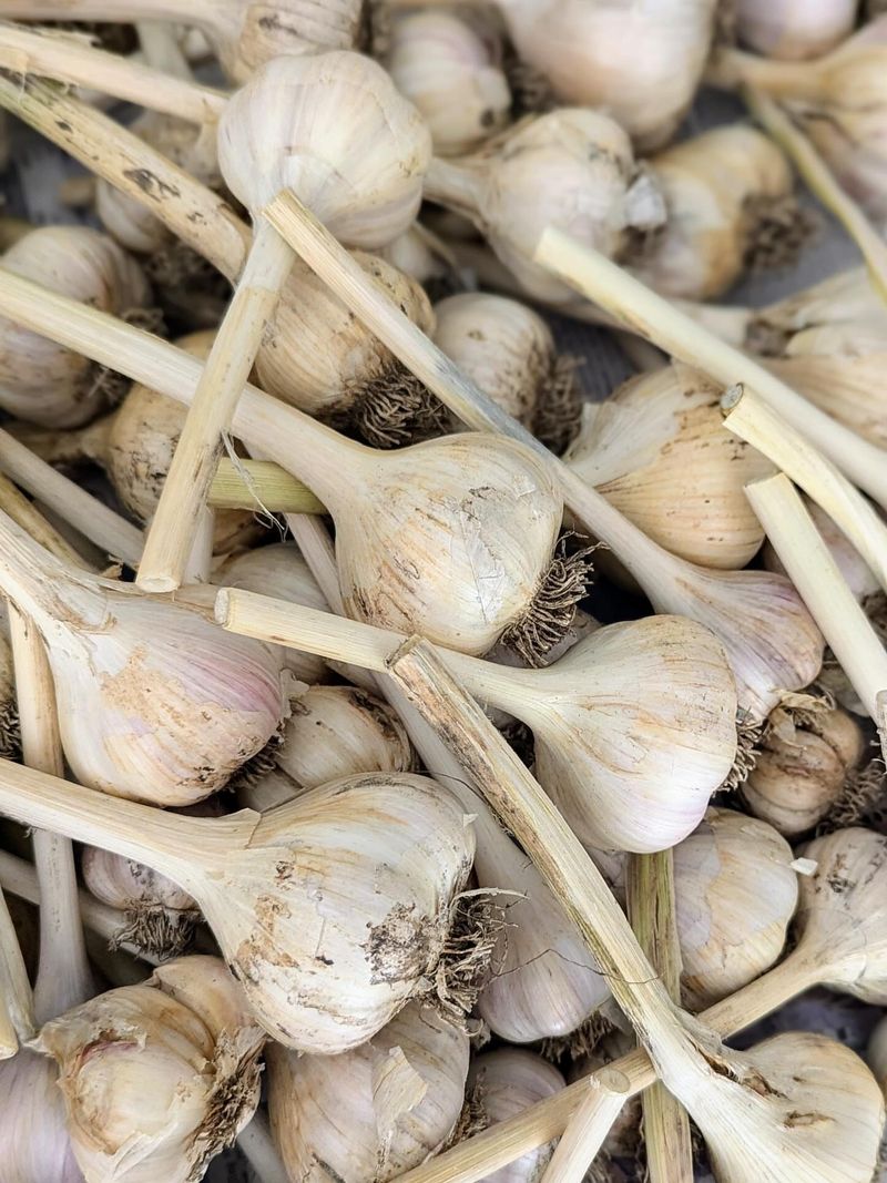 Garlic: The Patient Underground Gem