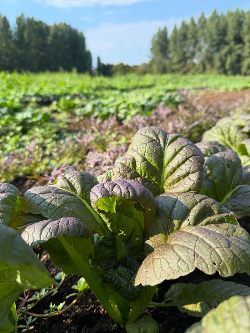 Beets and Mustard Greens
