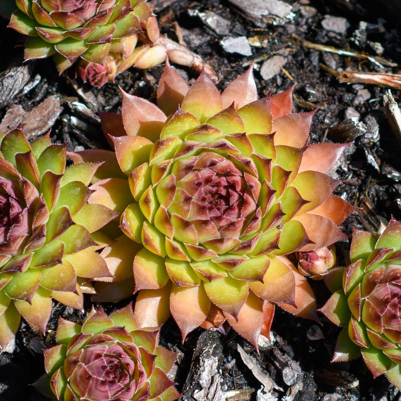 Sempervivum