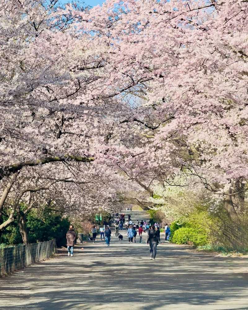 Yoshino Cherries At Cherry Walk