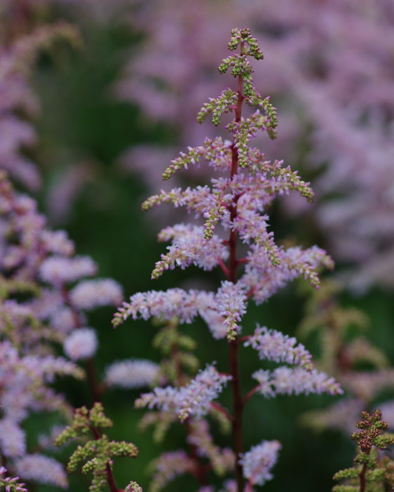 Astilbe