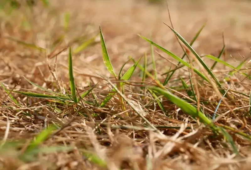 Skip Mowing During Drought Stress