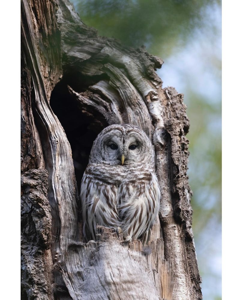 Advocate For Owl-Friendly Policies