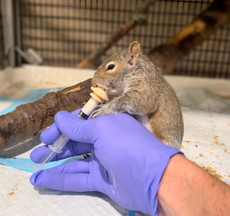 Contact A North Carolina Wildlife Rehabilitator Immediately