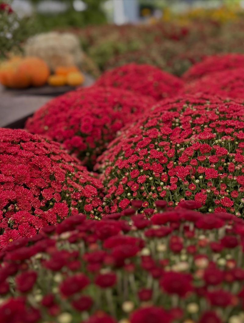 Pick The Right Planting Time