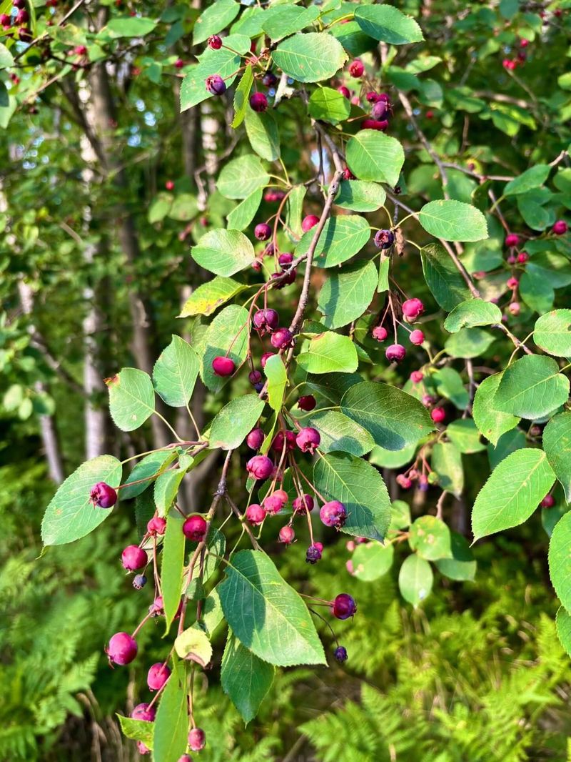 Plant Native Michigan Berry Bushes
