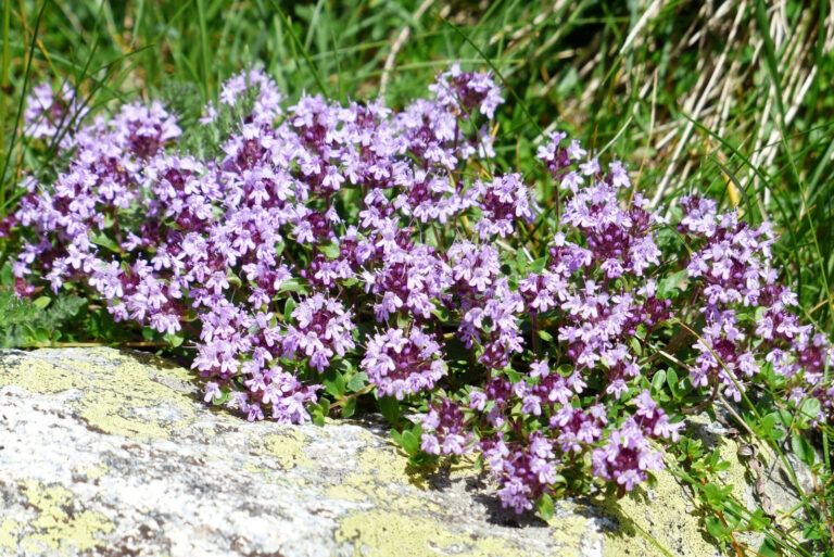 creeping thyme (featured image)