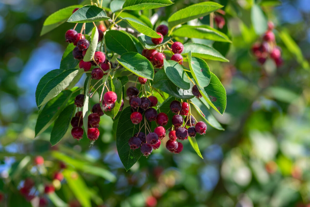 Kentucky’s September Tree That Every Bee And Bird Loves