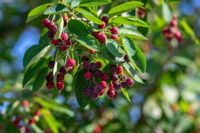serviceberry tree (featured image)