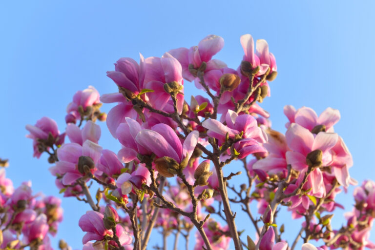 Magnolia flower blooming (featured image)