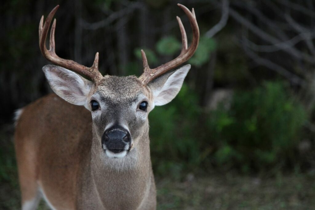 Key Deer