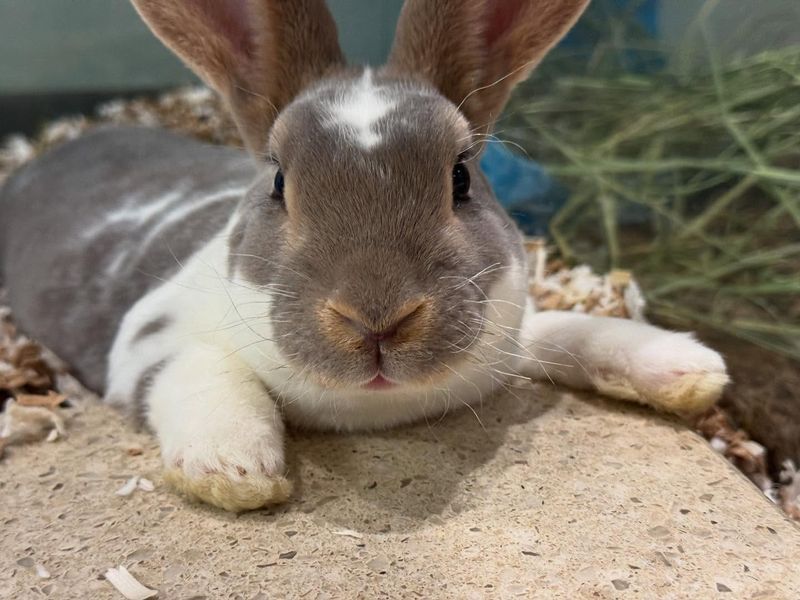 Mini Rex Rabbits