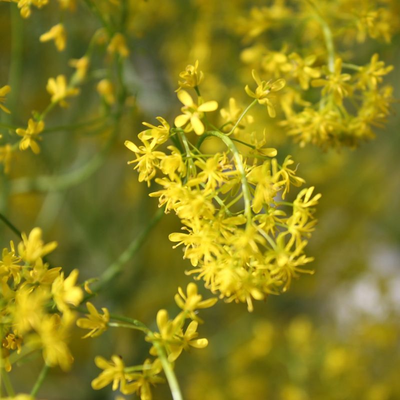 Dyer's Woad