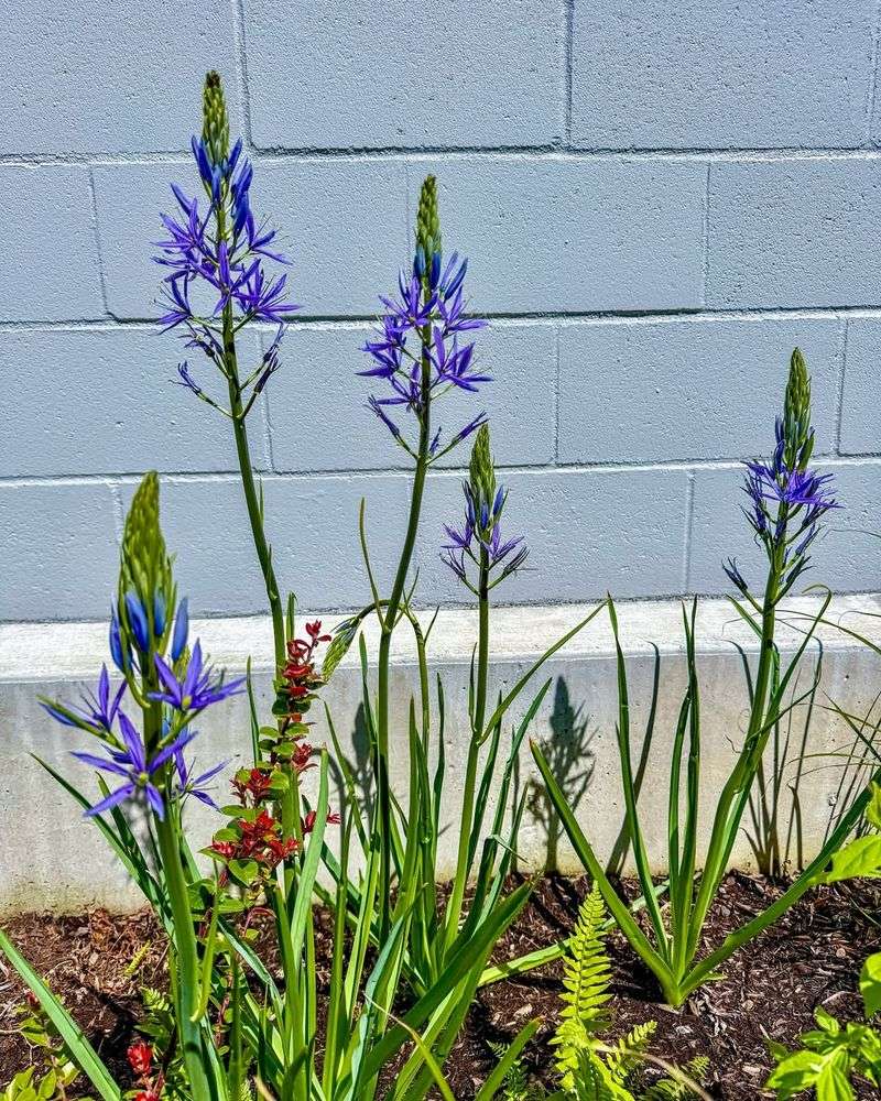 Camas: The Prairie Flower That Returns With Abundance