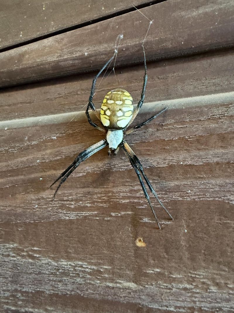Brown Recluse Spiders