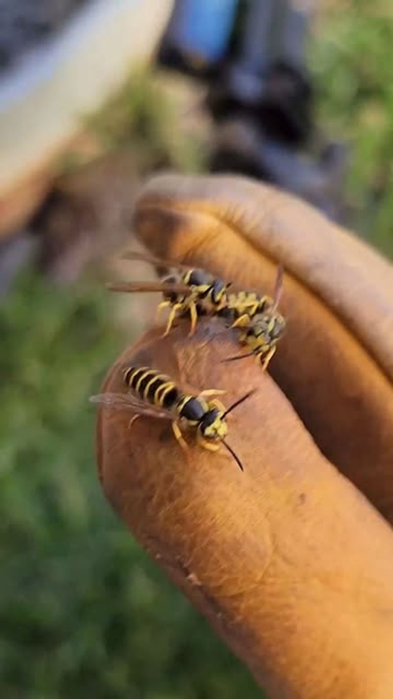 German Yellowjackets