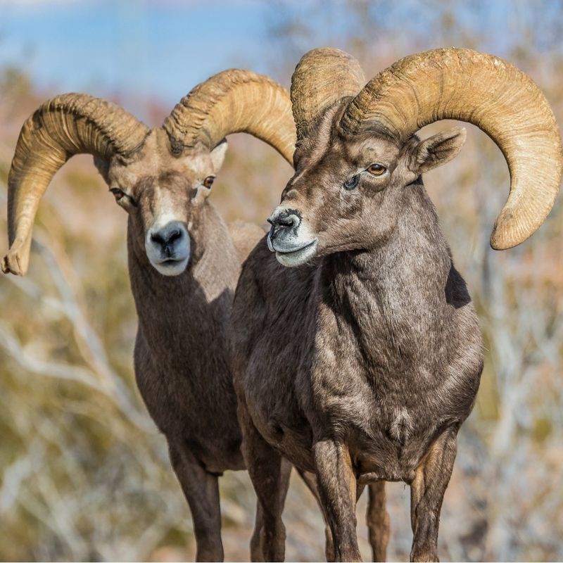 Desert Bighorn Sheep