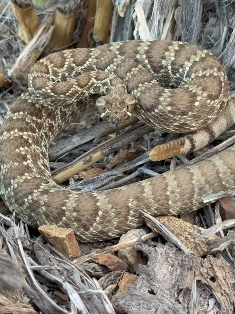 Western Diamondback Rattlesnakes: Misunderstood Neighbors