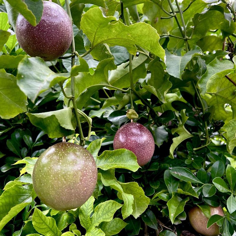 Passion Fruit