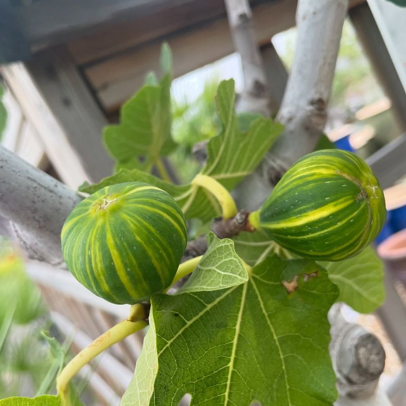 Fig Tree Fundamentals