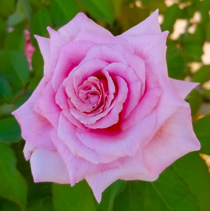 Belinda's Dream - A Texas-Born Beauty