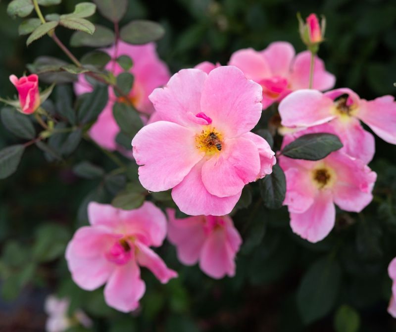 Nearly Wild Rose