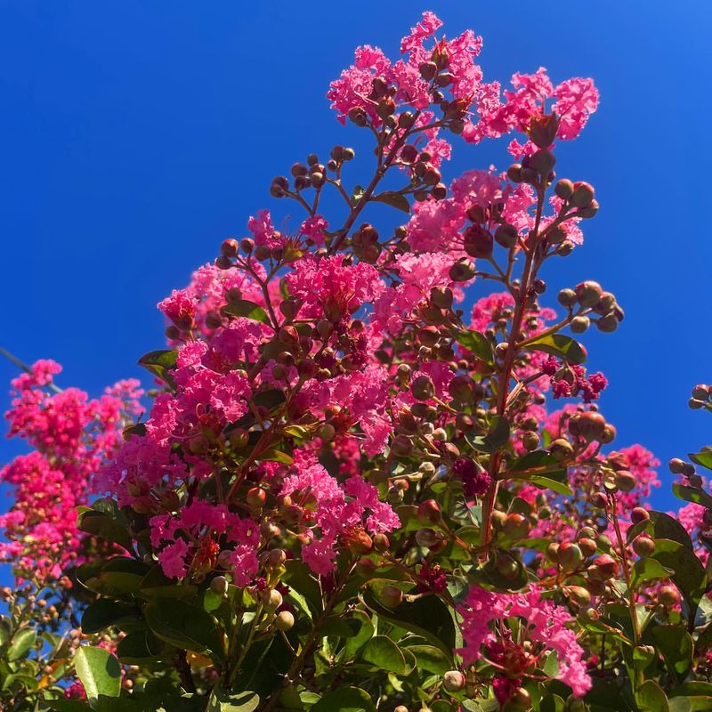 Crape Myrtle's Light Touch
