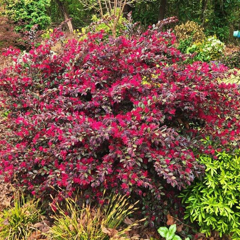 Loropetalum