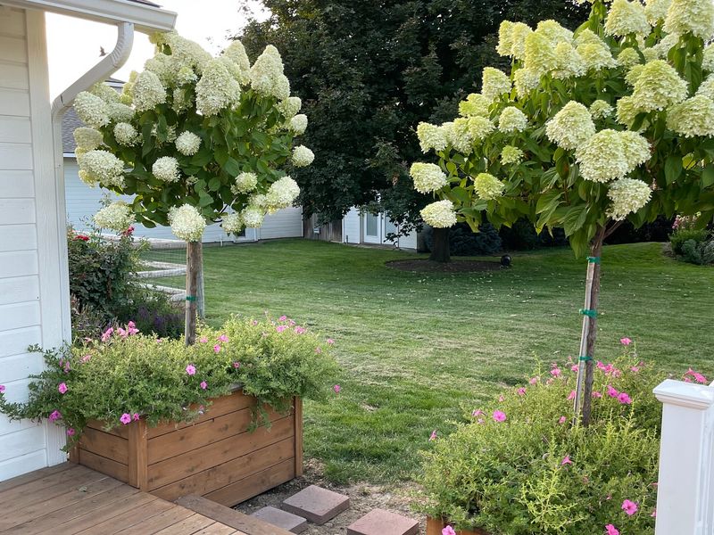 Timing Is Everything For Successful Pruning