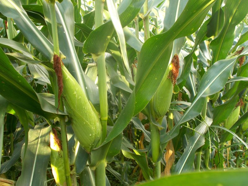 Select Hybrids That Love Iowa Weather