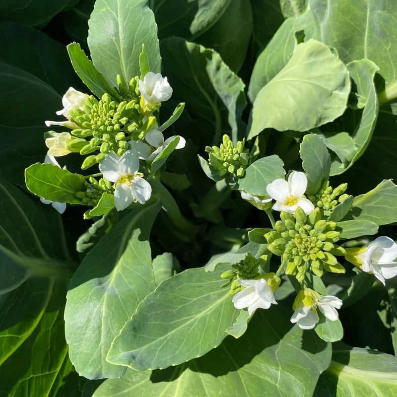 Gai Lan