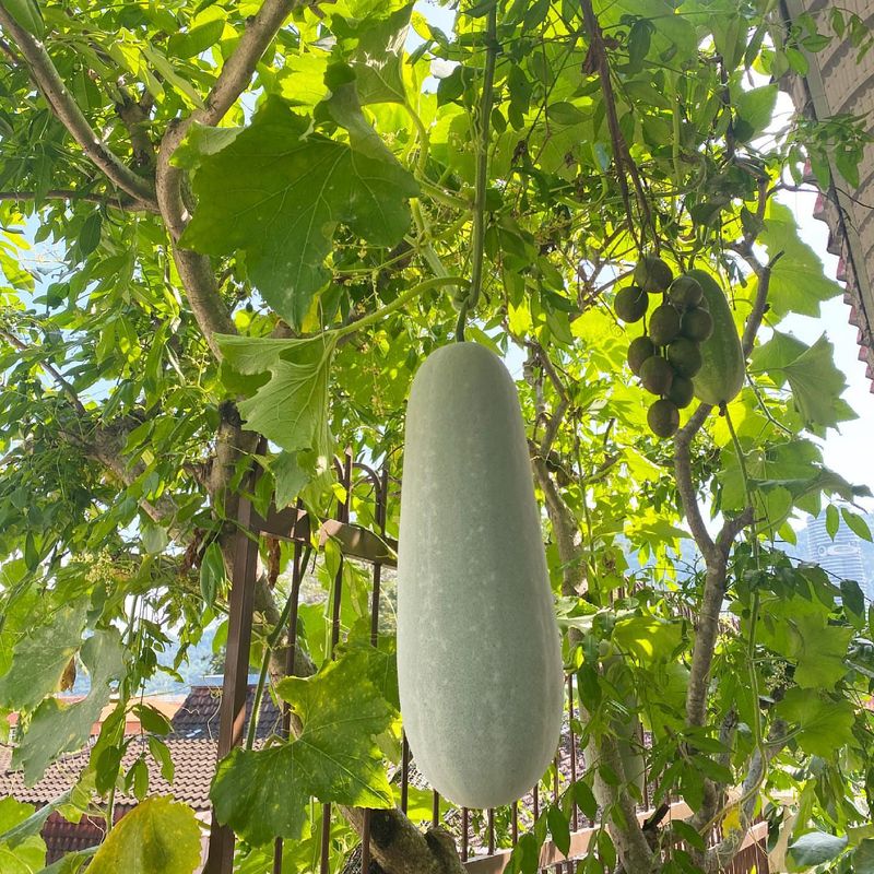 Chinese Winter Melon Tunnels