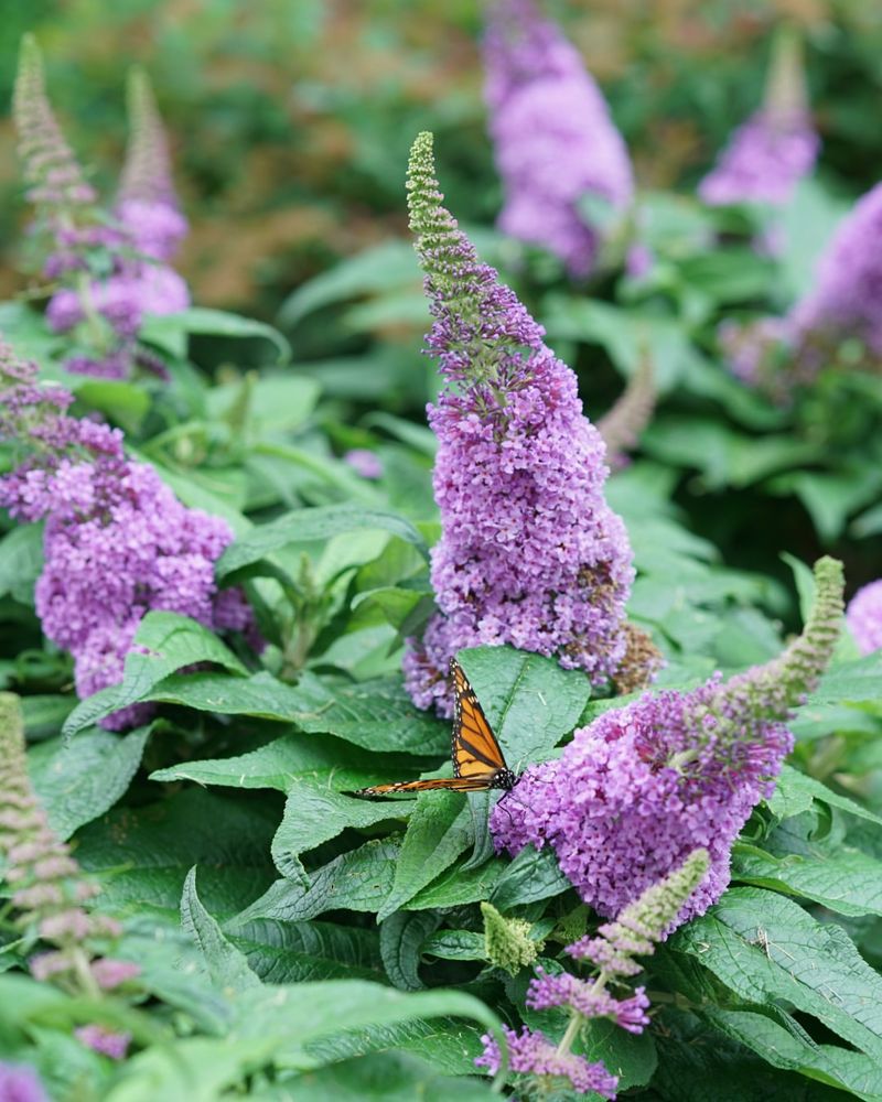 Butterfly Bush 'Lo & Behold'