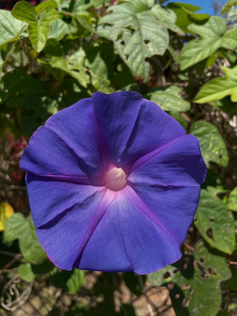 Morning Glory (Certain Varieties)
