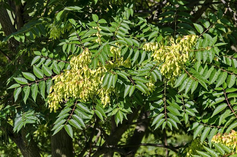 Tree-of-Heaven