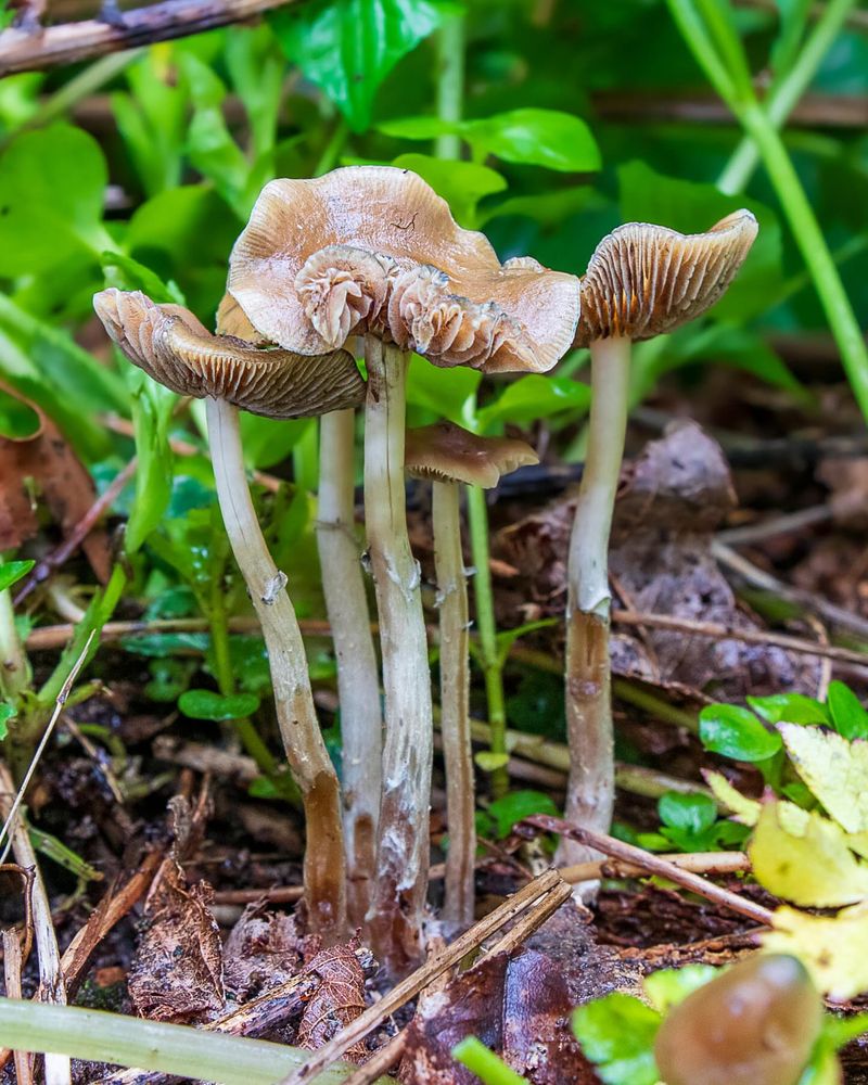 Psilocybin Mushrooms
