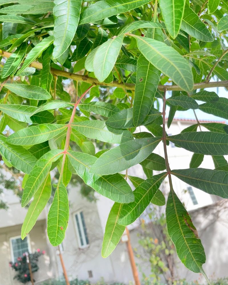Brazilian Peppertree