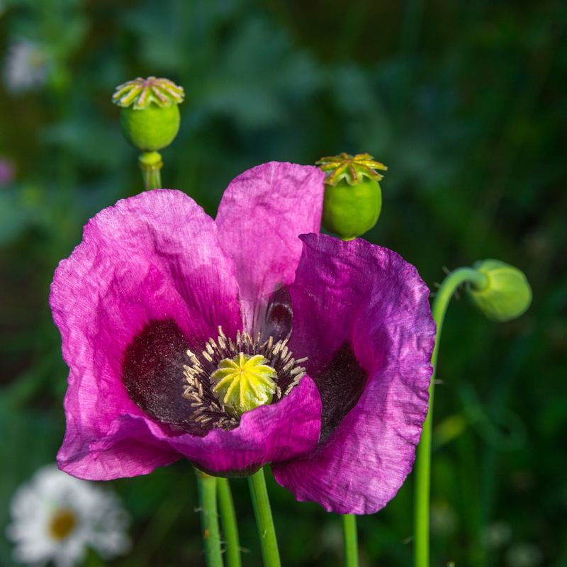 Opium Poppy (Papaver somniferum)