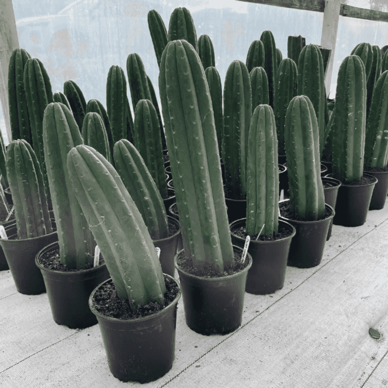 Certain Exotic Cacti