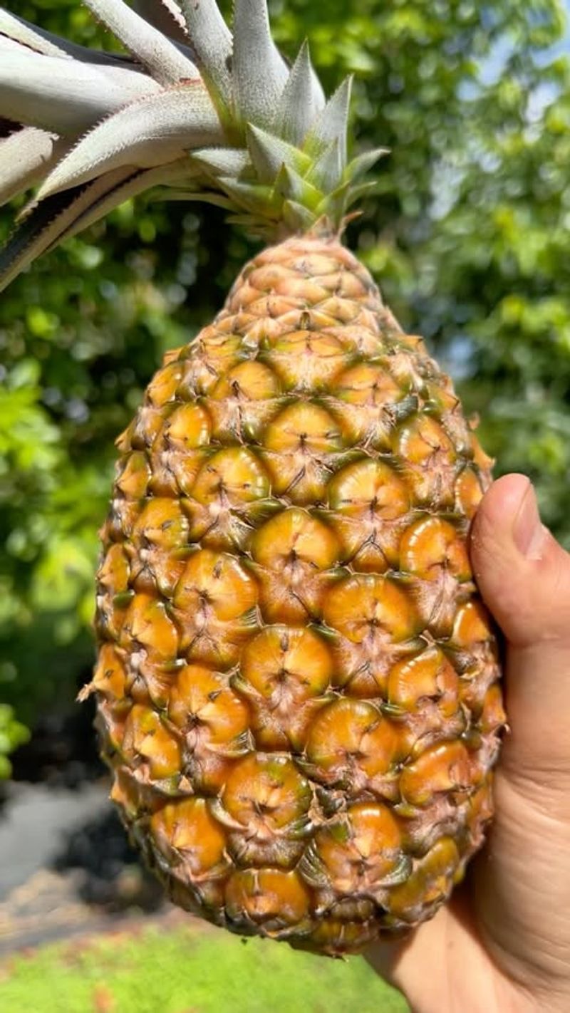 Pineapple
