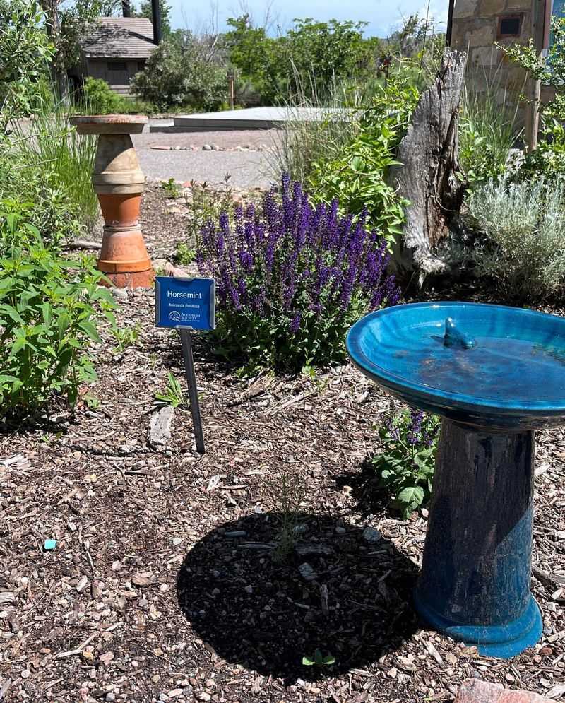 Isolated Birdbath Without Supporting Habitat