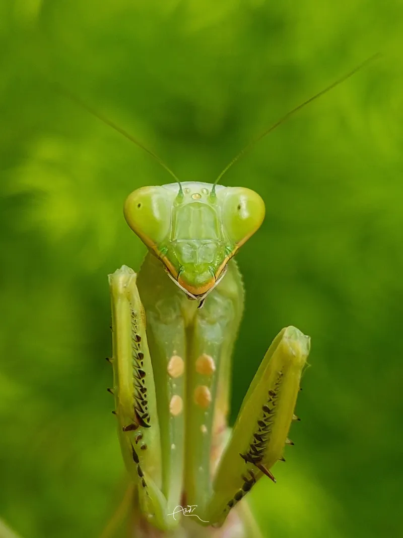 Praying Mantis: Nature's Stealthy Hunters