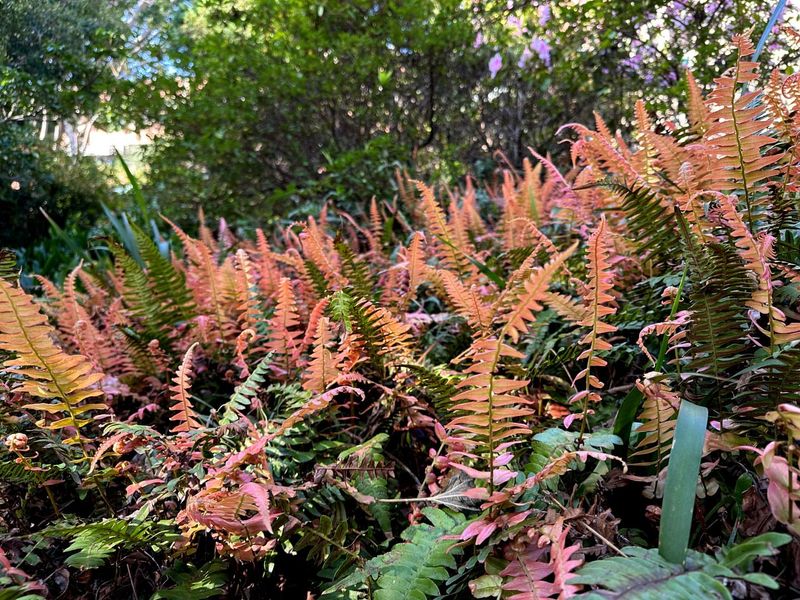 Ferns