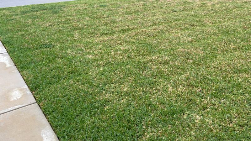 Chemical-Dependent Lawns