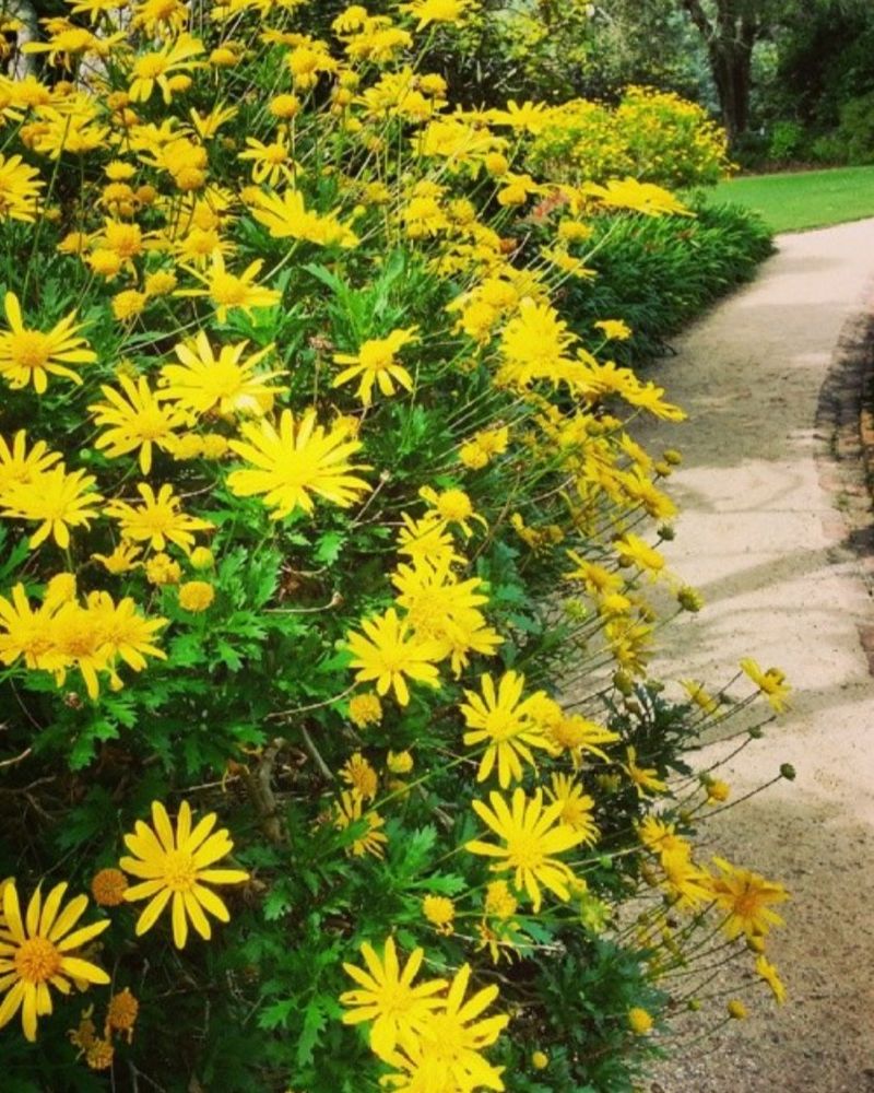 Yellow Bush Daisy