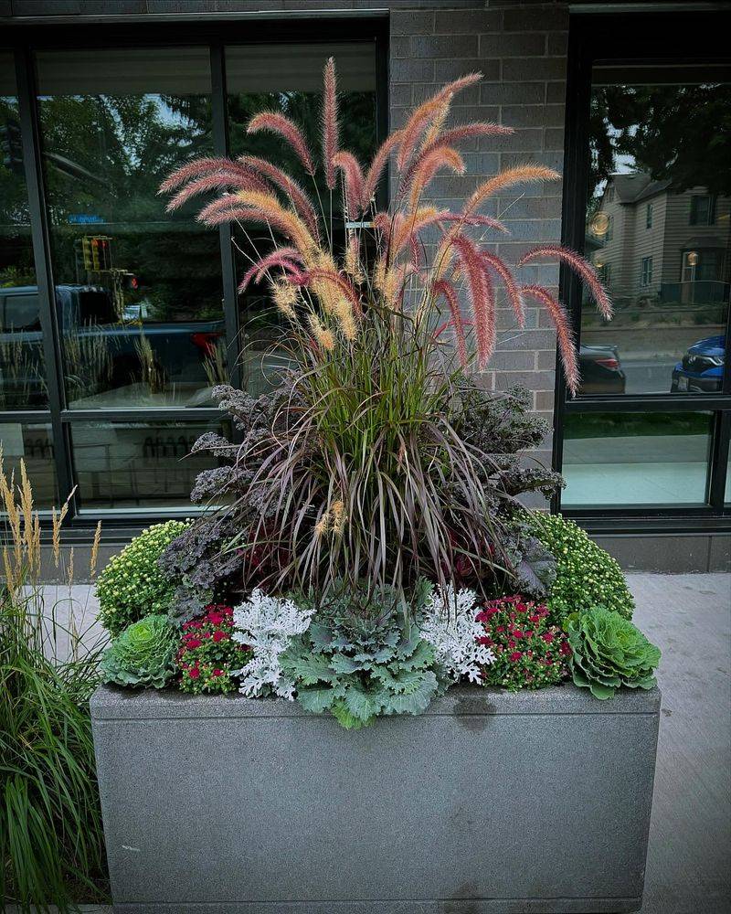 Purple Fountain Grass