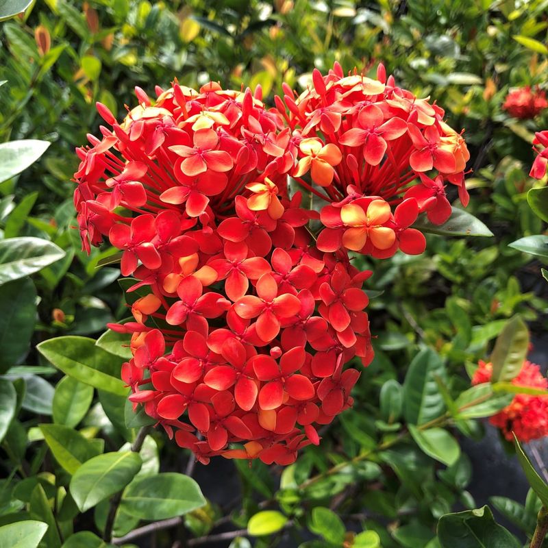 Ixora