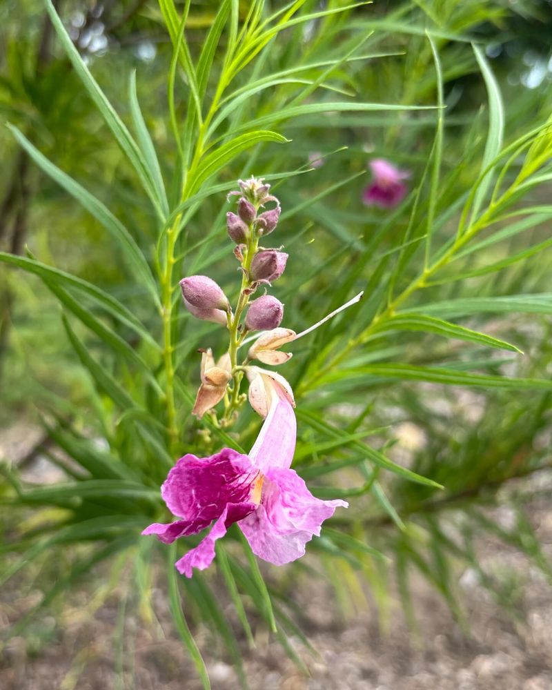 Desert Willow: Shade Without The Water Bill
